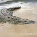 crocodile_american_tar_h_1144_cos2092.jpg